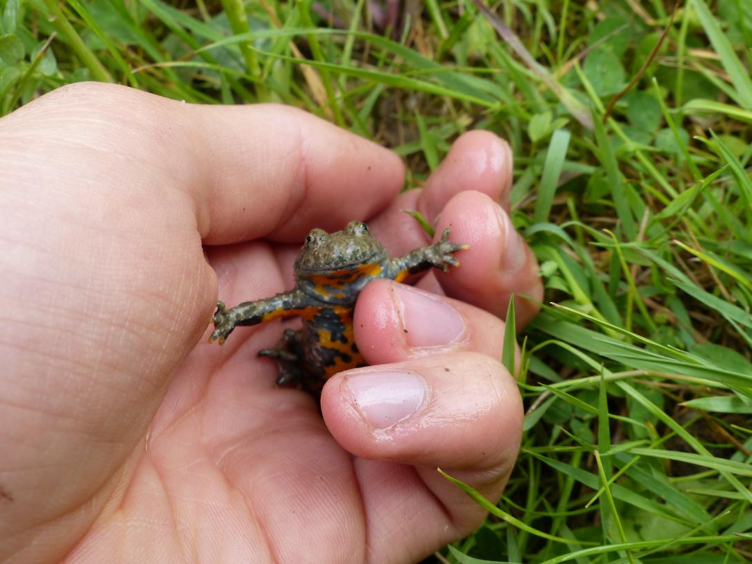 Suivi du Sonneur à ventre jaune