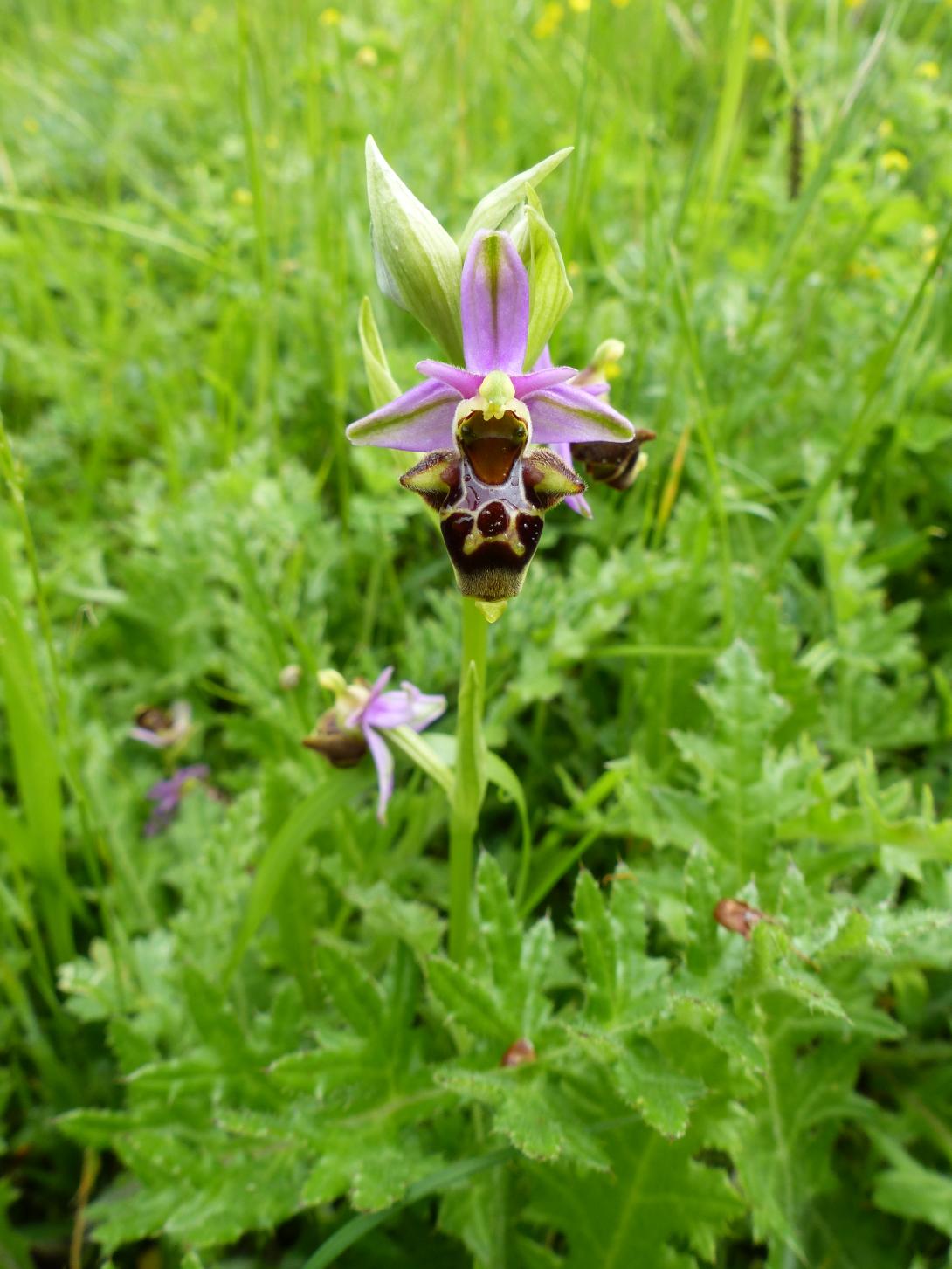 Ophrys bécasse