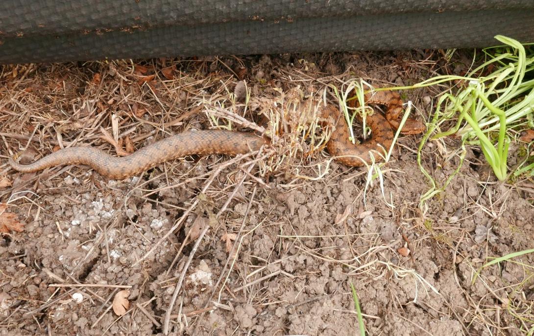 Vipère aspic sous plaque