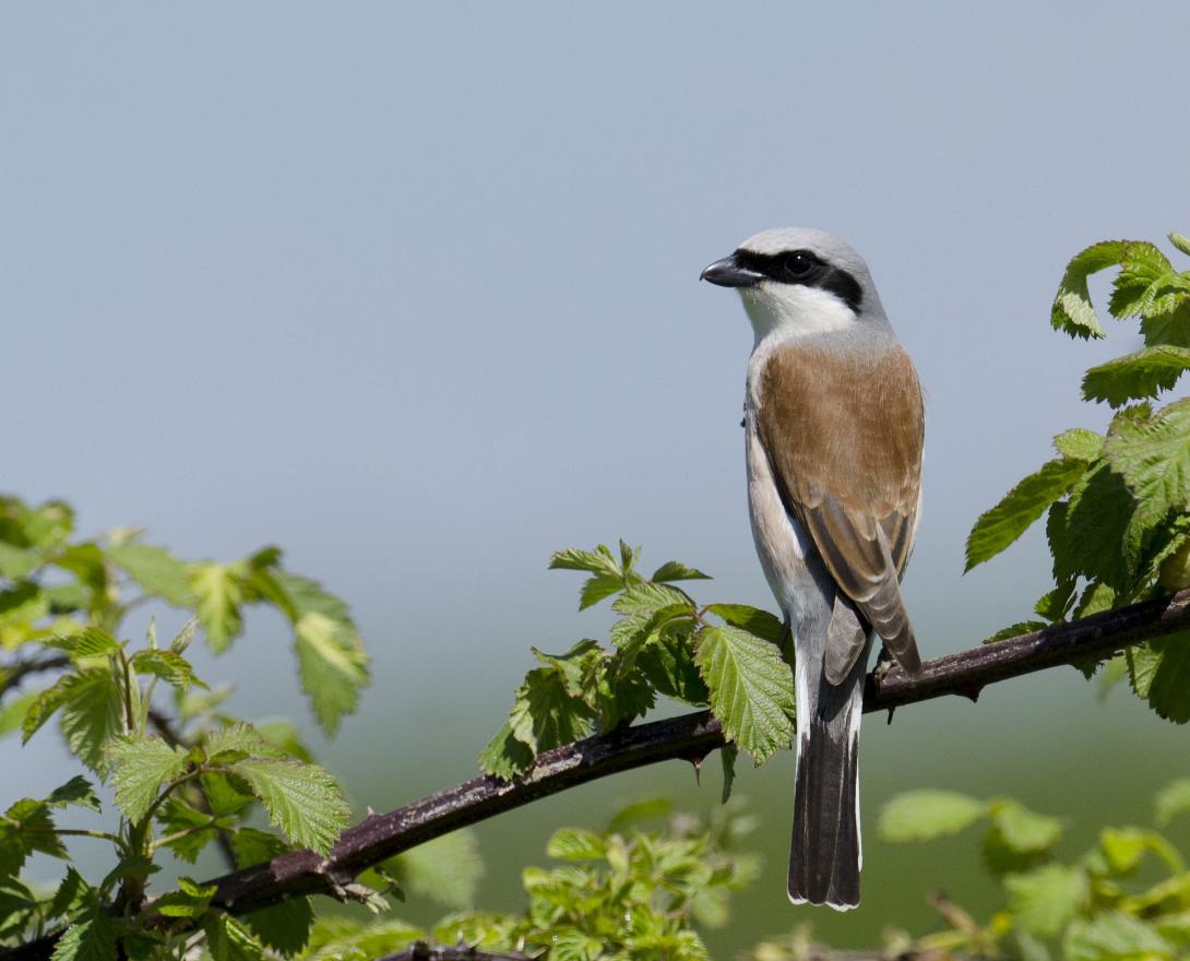 Pie-Grièche écorcheur